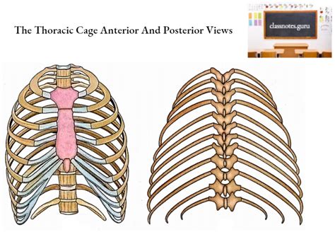 how many ribs human|Ribs: Anatomy, ligaments and clinical notes .